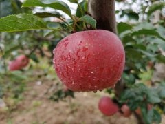 云南昭通丑苹果2023现摘5斤/9斤脆甜爽口产地直发当季水果