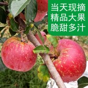 云南邵通丑苹果10斤冰糖心苹果新鲜水果当季整箱邵通包邮四川红