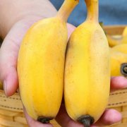 10斤粉蕉芭蕉西贡蕉新鲜现摘2斤5非蕉香蕉水果